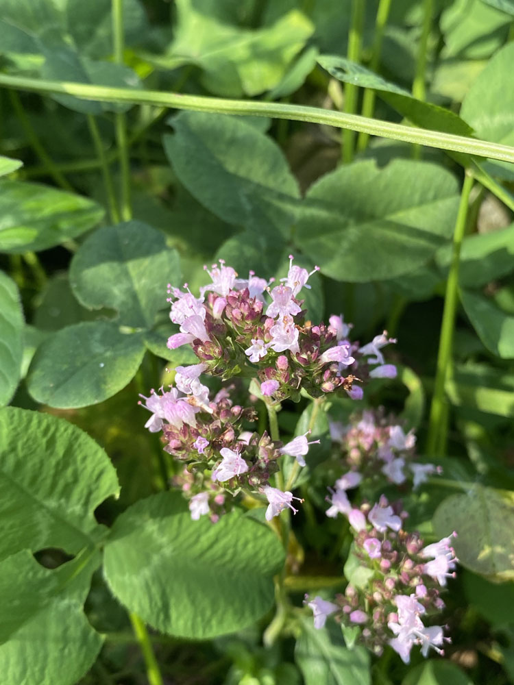 Optima 7. Bermmengsel voor bijen en andere insecten (100% kruiden)