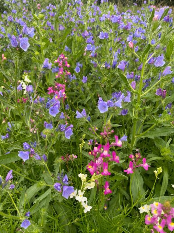 Bloemen 4. Hoogte 30 tot 60 cm