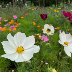 Cosmos - Afbeelding 3