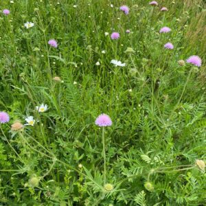 Optima 5. Bloemenweide voor bijen - Afbeelding 3