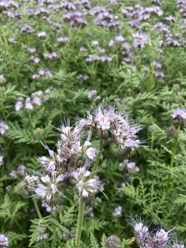 Phacelia - Biologisch