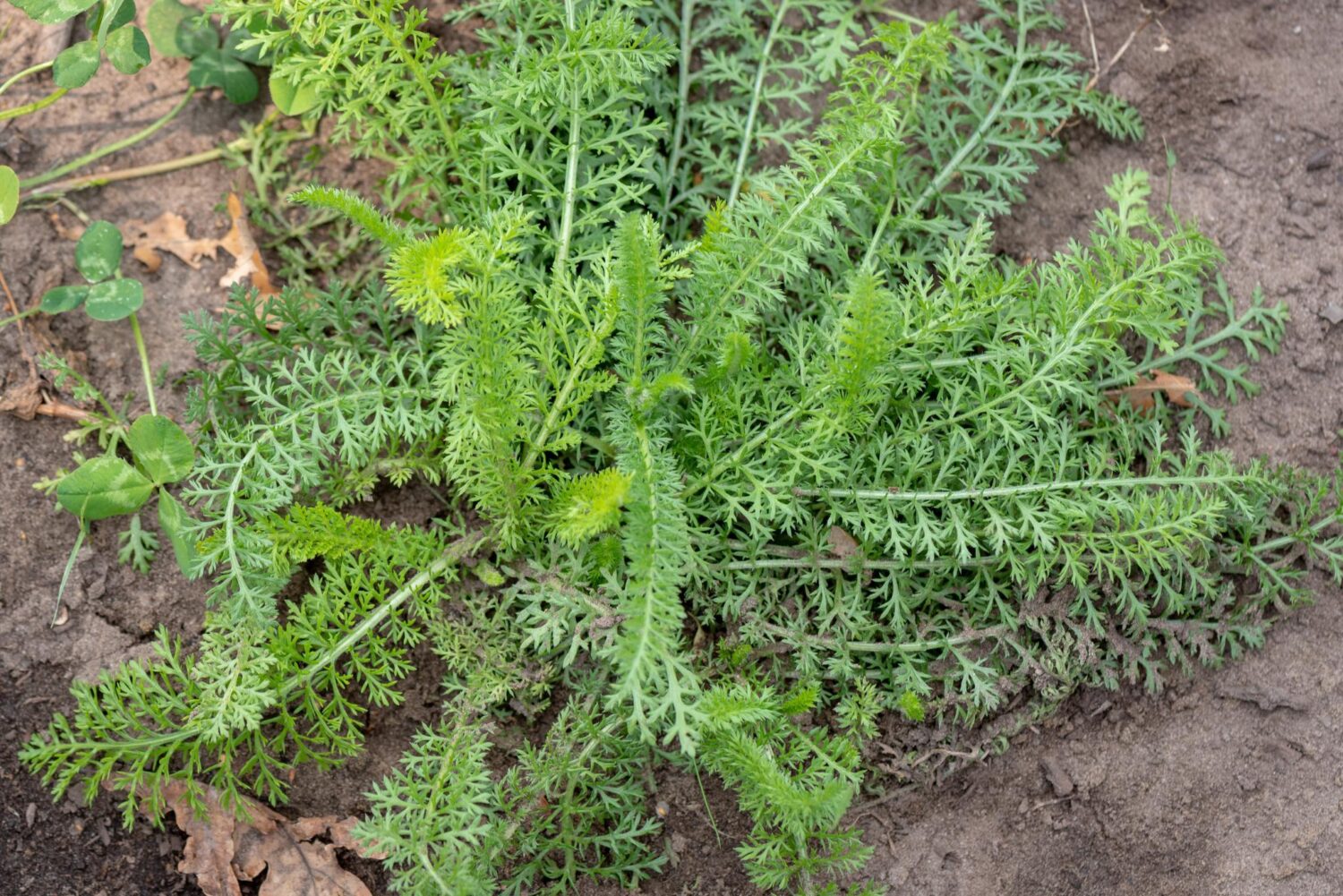 Duizendblad
