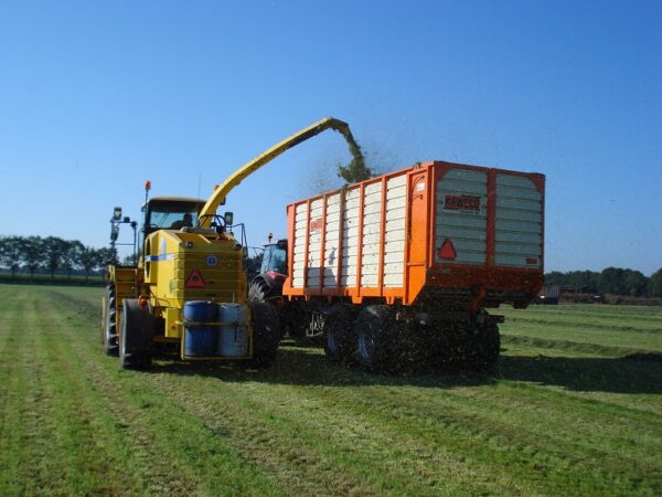 Italiaans Raaigras tetraploïd - Biologisch