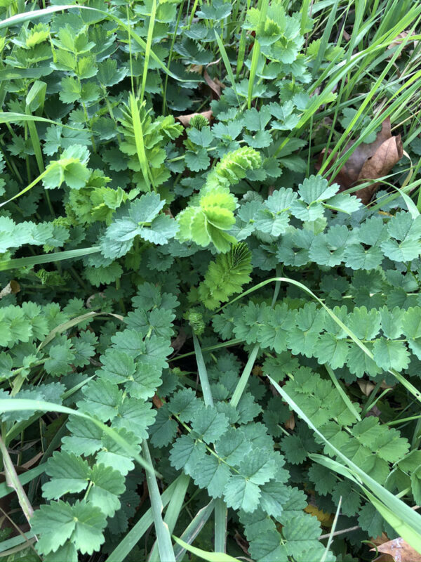 Kleine pimpernel
