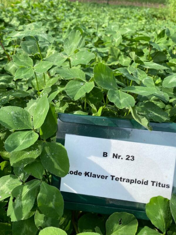 Rode klaver tetraploïd - Biologisch - Afbeelding 2