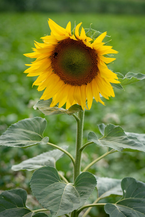Zonnebloem Peredovic - Biologisch
