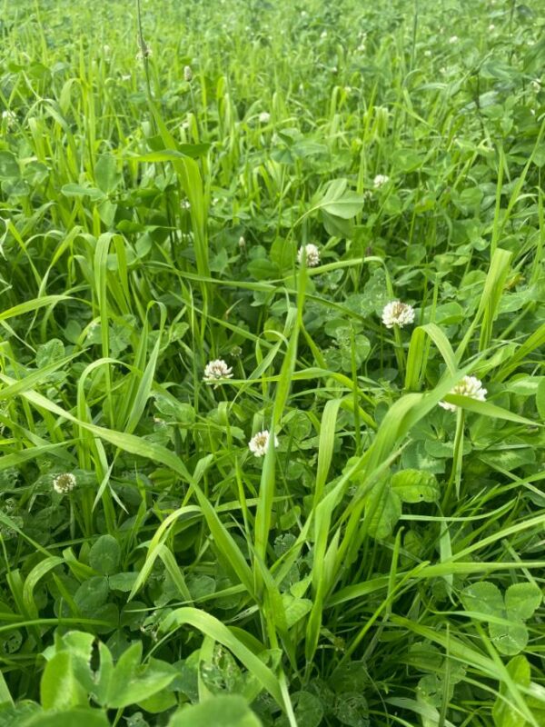Optima Beweiden Divers - Toegelaten biologische landbouw - Afbeelding 2