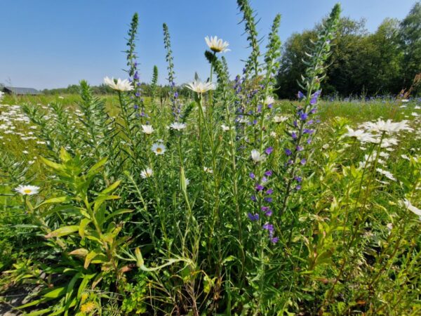 Optima 9. Bloemenweide voor vlinders