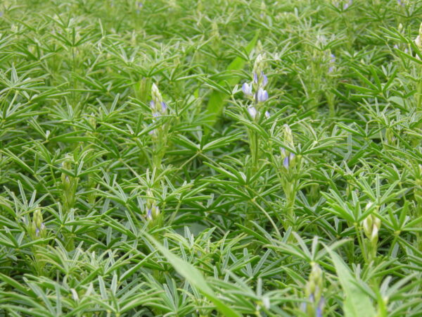 Blauwe Lupine (zoete) - Biologisch