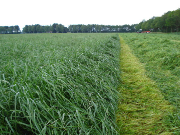 Engels raaigras tetraploïd Melfrost laat - Biologisch