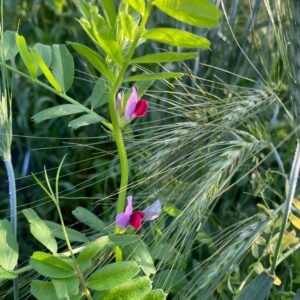 Wikken winter - Biologisch