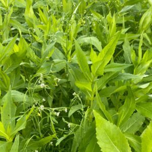 Optima Non Labour Plus - Toegelaten biologische landbouw