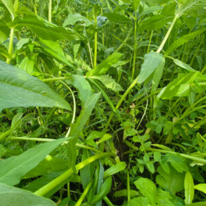 Optima Sola - Gangbaar