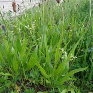 Smalle weegbree wildtype