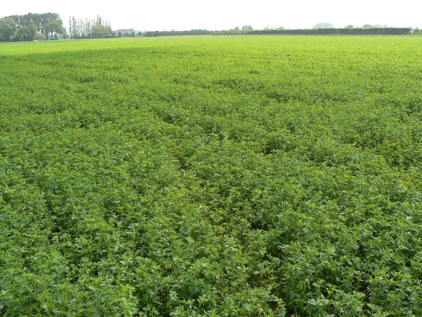 Luzerne met Rhizobium Zaadhandel Neutkens BV
