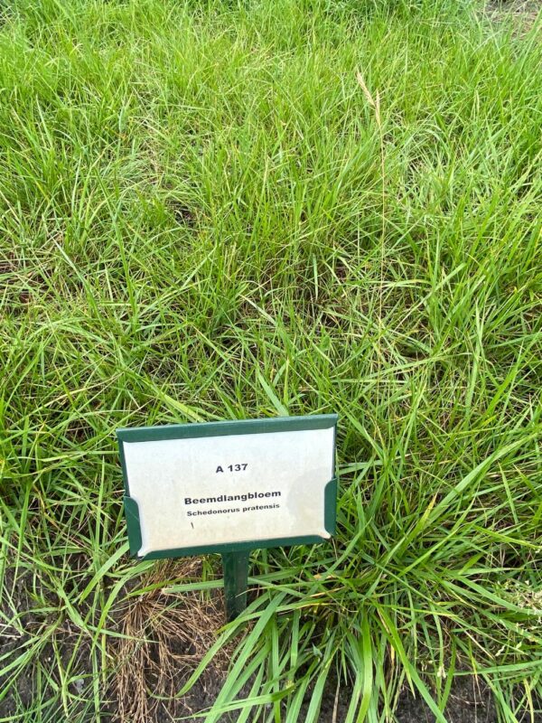 Beemdlangbloem - Biologisch