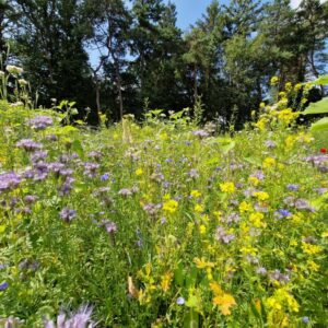 Drachtplantenmengsel met bio-componenten