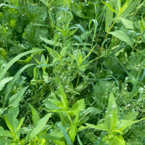 Optima Rapide Grain - Gangbaar