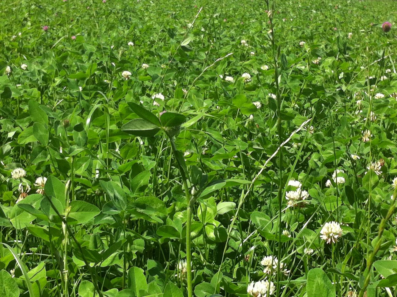 Landbouw