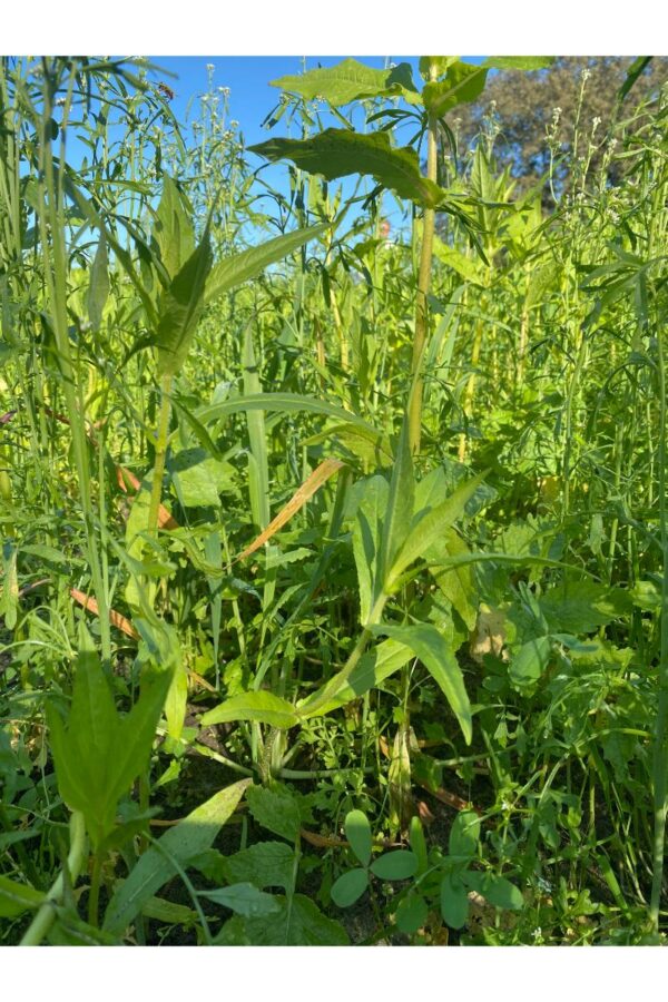 Optima Rapide Grain - Toegelaten biologische landbouw