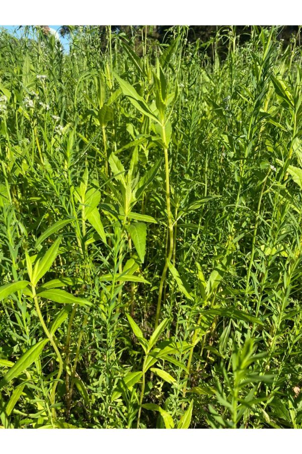 Optima Rapide NL - Toegelaten biologische landbouw
