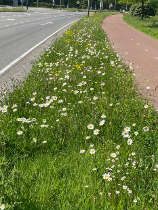 Openbaar groen