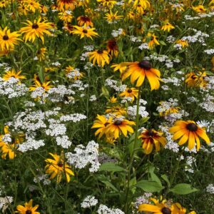 Alternative view of Vlindermengsel laag