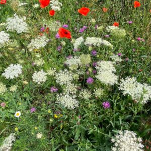 Tweejarig Bloemenmengsel Zomertortel VLM