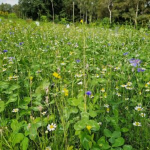 Eenjarig bloemenmengsel VLM