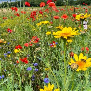 Meerjarig mengsel Functionele Agrobiodiversiteit VLM
