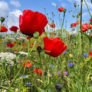 Alternative view of Meerjarig mengsel Functionele Agrobiodiversiteit VLM