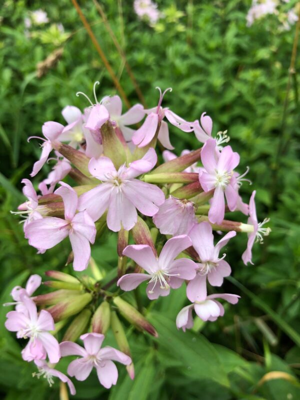 Zeepkruid