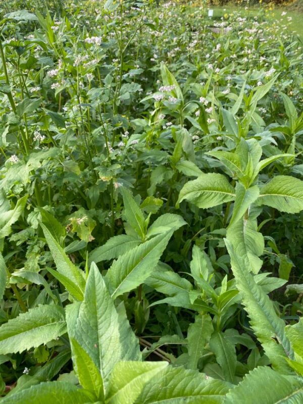 Optima Hiver - Toegelaten biologische landbouw - Afbeelding 2