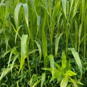 Optima Vroeg - Toegelaten biologische landbouw