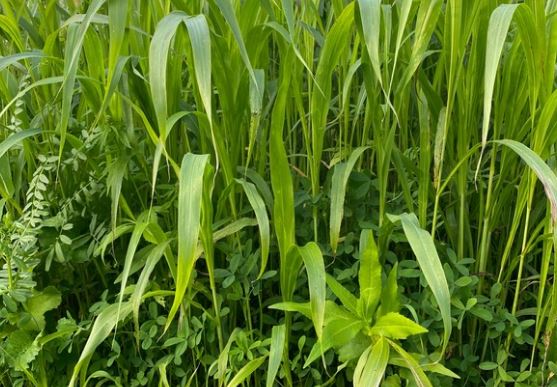 Optima Vroeg - Toegelaten biologische landbouw