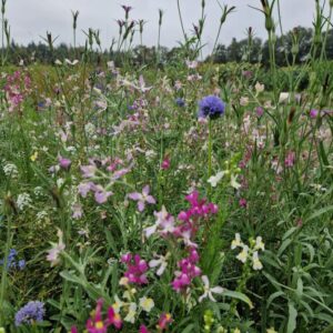 Veldbloemen 2 Romantic (half hoog)